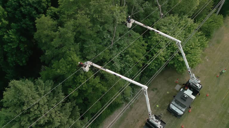 Tree and Shrub Care in Parkville, PA